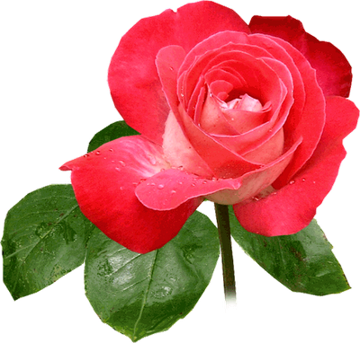 Piękno kwiatu róży